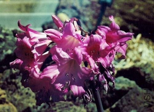 Amaryllis_MLH-25.jpg