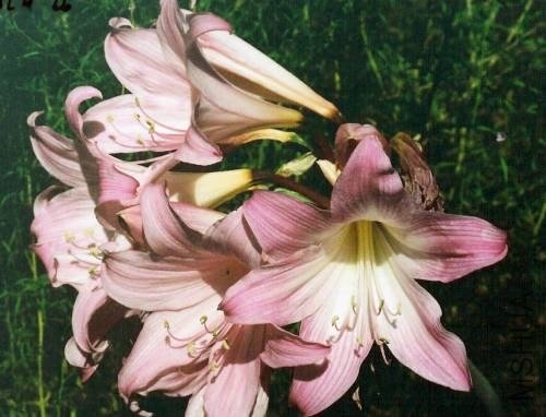 Amaryllis_MLH-26.jpg