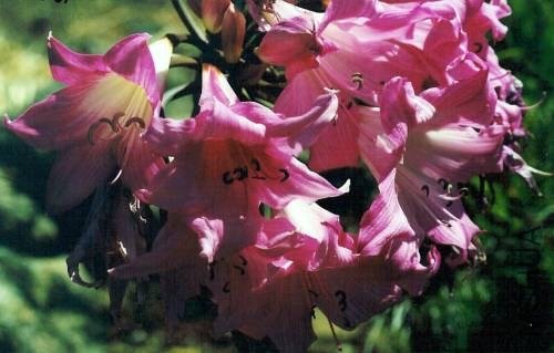 Amaryllis_MLH-27.jpg