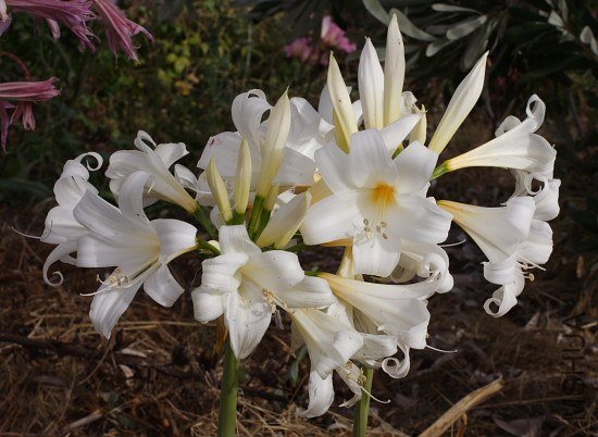 Amaryllis_MLH-30_mm_09.jpg