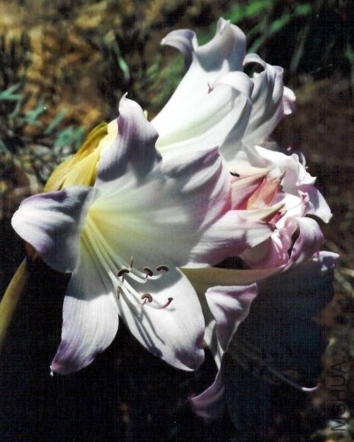 Amaryllis_MLH-32.jpg