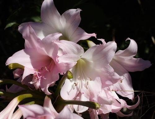 Amaryllis_MLH-33_MM.jpg