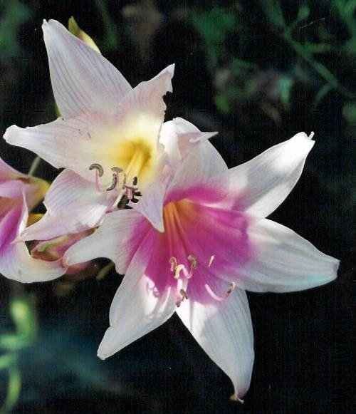 Amaryllis_MLH-34_Bullseye.jpg