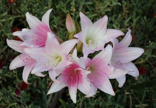 Amaryllis_MLH-34_MM.jpg