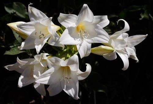 Amaryllis_MLH-35_MM.jpg