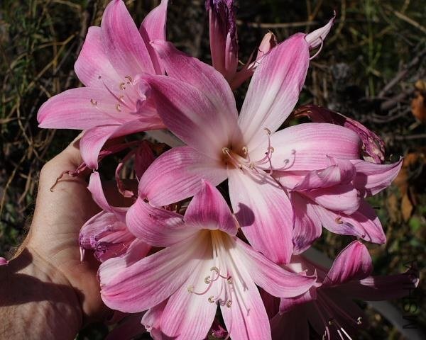 Amaryllis_MLH-36_MM.jpg