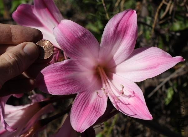 Amaryllis_MLH-36_with_penny_MM.jpg