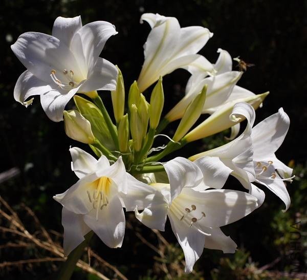 Amaryllis_MLH-37_MM.jpg