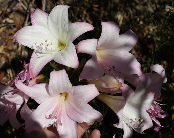Amaryllis_MLH-41_sunlight_MM.jpg