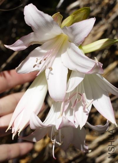 Amaryllis_MLH-43_MM.jpg
