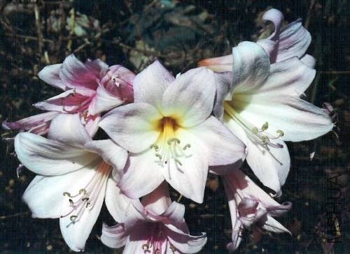 Amaryllis_MLH-44.jpg