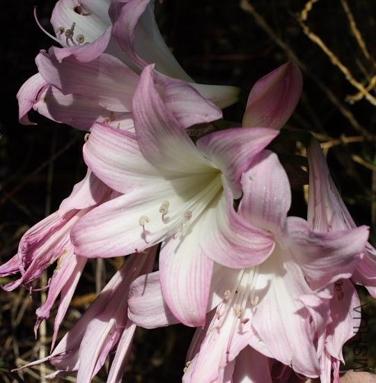 Amaryllis_MLH-48_MM.jpg