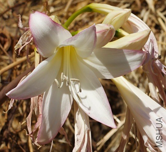 Amaryllis_MLH-51_mm.jpg