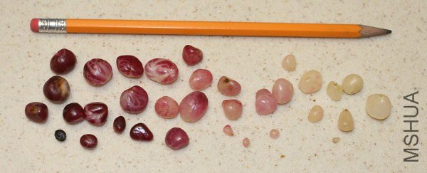 Amaryllis_seeds_mm.jpg