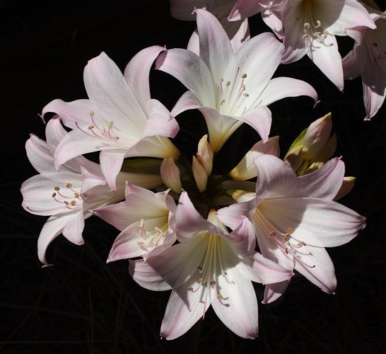 Amaryllis_very_pale_pink_mm.jpg