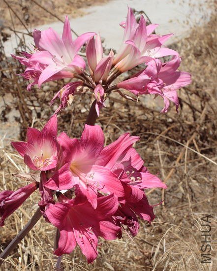 Amaryllis_mm-00-04a_mm.jpg