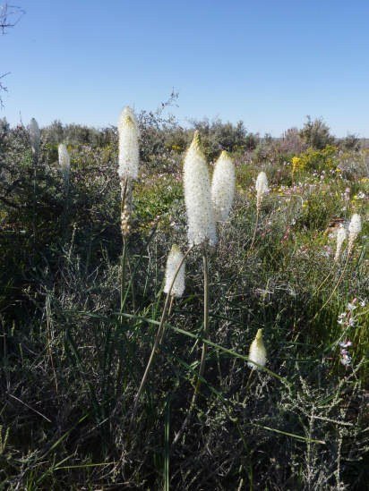 Bulbinella_eburnifolia_Nieuwoudtville_CM2.jpg