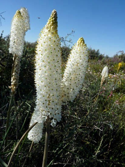 Bulbinella_eburnifolia_Nieuwoudtville_CM3.jpg
