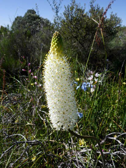 Bulbinella_eburnifolia_Nieuwoudtville_CM.jpg