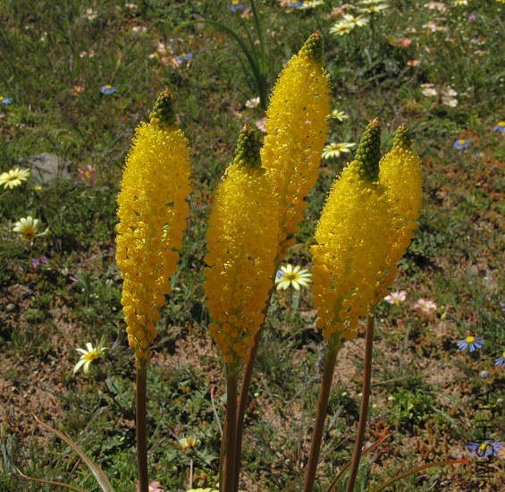Bulbinella_elegans_Middelpos_br.jpg