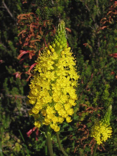 Bulbinella_floribunda2NN.jpg