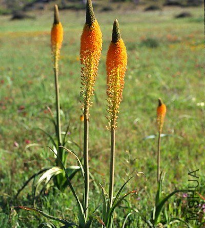 Bulbinella_latifolia_doleritica.jpg