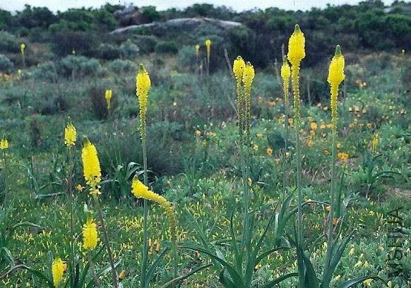 Bulbinella_latifolia_latifolia.jpg