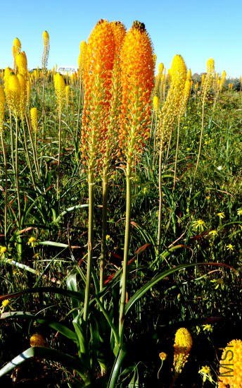 Bulbinella_latifolia_ssp_doleritica_Nieu_CM2.jpg