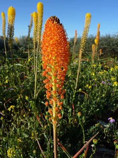 Bulbinella_latifolia_ssp_doleritica_Nieu_CM.jpg