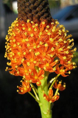 Bulbinella_latifolia_var__doleritica_MMW.jpg