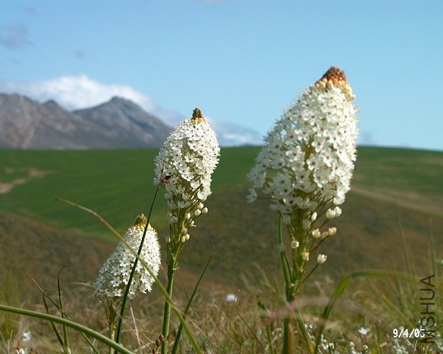Bulbinella_nutans_Napier_CM2.jpg