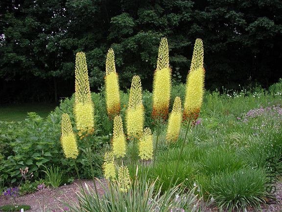 Eremurus_stenophyllus_2004.jpg