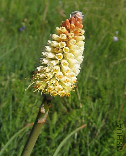 Kniphofia_acraea_Waainek_CM.jpg