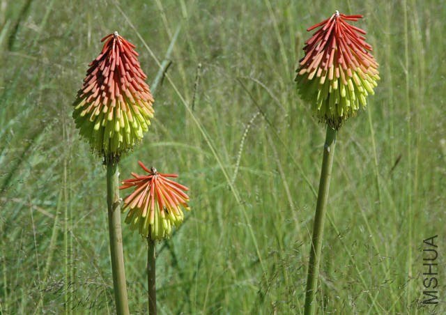 Kniphofia_baurii_NaudesNek_br.jpg