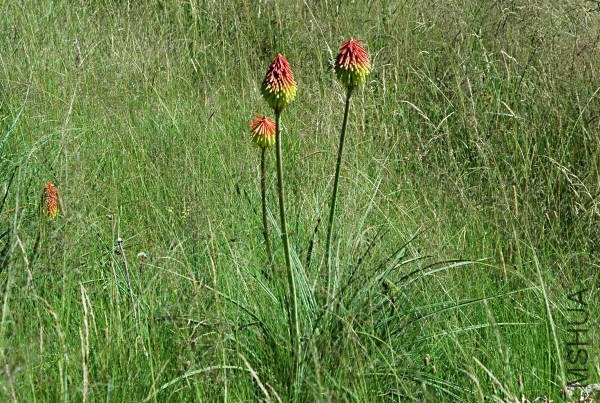 Kniphofia_baurii_NaudesNek_msi.jpg