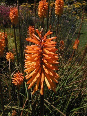 Kniphofia_BeesSunset4.jpg