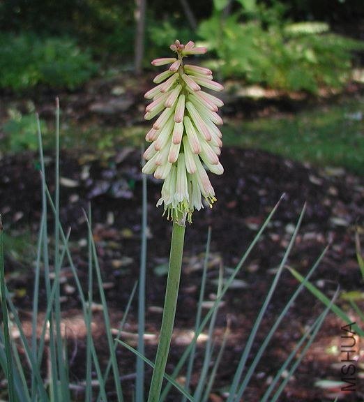 Kniphofia_BorderBallet_2005b.jpg