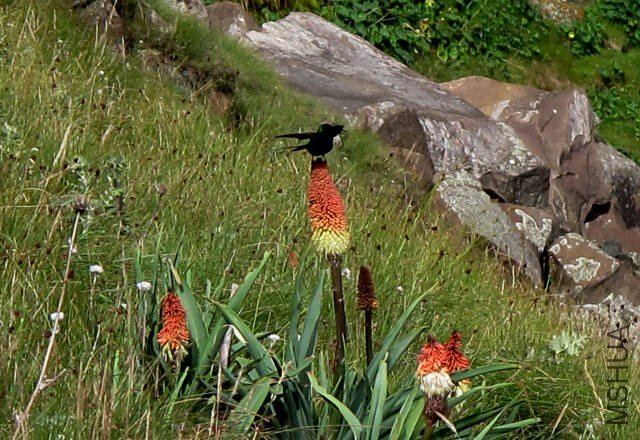 Kniphofia_caulescens_NaudesNek_CM2.jpg