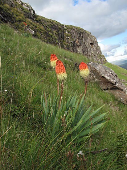 Kniphofia_caulescens_NaudesNek_CM.jpg
