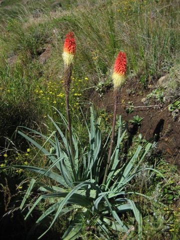 Kniphofia_caulescens_RS.jpg