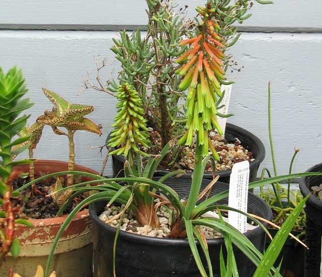 Kniphofia_hirsuta1NN.jpg
