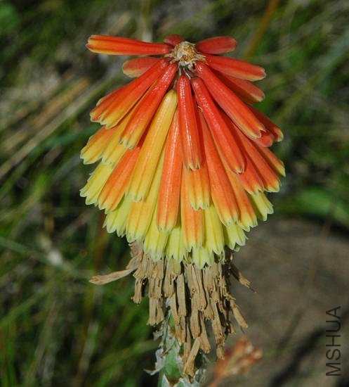 Kniphofia_hirsuta_NaudesNek_msi4.jpg