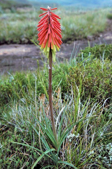 Kniphofia_hirsuta_NaudesNek_msi.jpg