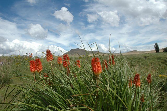 Kniphofia_linearifolia_Lady_Grey_br.jpg