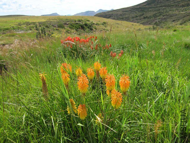 Kniphofia_linearifolia_Lady_Grey_CM.jpg