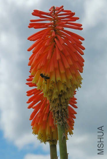 Kniphofia_linearifolia_Lady_Grey_msi2.jpg