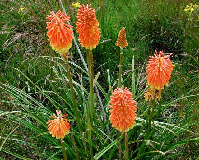 Kniphofia_linearifolia_Lady_Grey_msi3.jpg