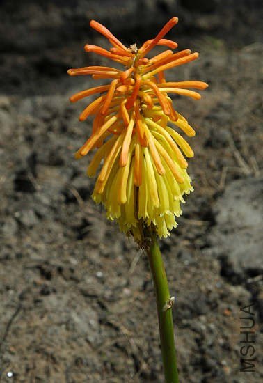 Kniphofia_linearifolia_Lady_Grey_msi.jpg
