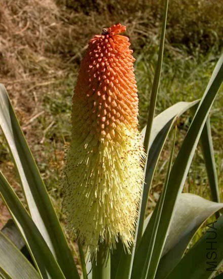 Kniphofia_northiae_CM.jpg
