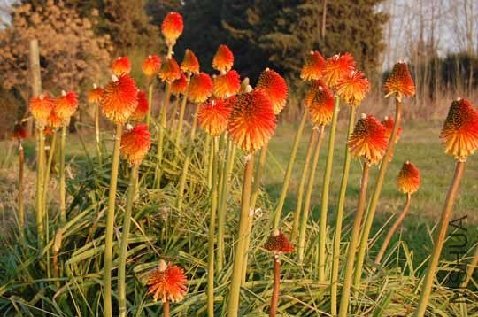 Kniphofia_rooperi_BAvu.jpg